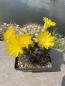 Preview: Weingartia lanata